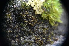 Frullania bolanderi