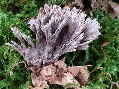 Thelephora anthocephala