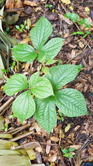 Dioscorea dregeana