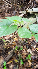 Dioscorea dregeana