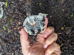 Fungi