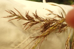 Carex lancea