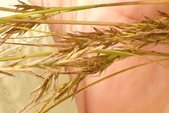 Carex lancea