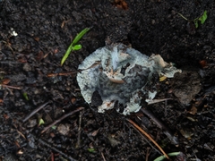 Fungi