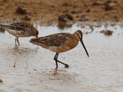 Limnodromus semipalmatus