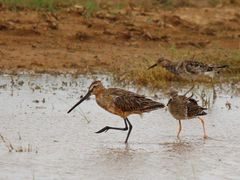Limnodromus semipalmatus