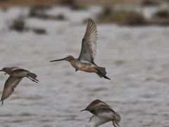 Limnodromus semipalmatus