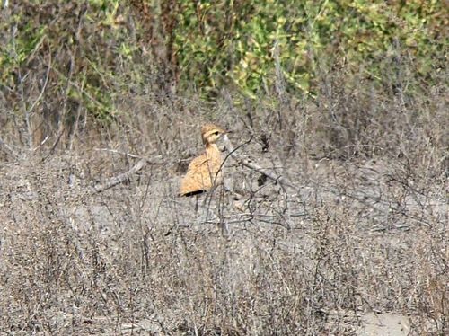 Cream-coloured Courser, Алатский район, Узбекистан, photo 9 of 10