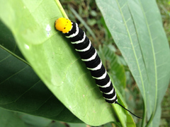 Isognathus swainsonii