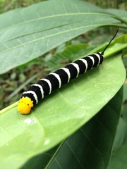 Isognathus swainsonii