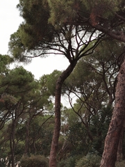 Pinus pinea
