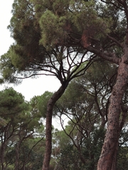 Pinus pinea