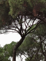 Pinus pinea