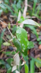 Croton pseudopulchellus
