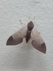 Afroclanis calcarea