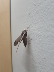 Afroclanis calcarea
