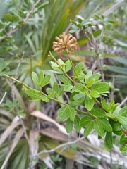 Pithecellobium bahamense