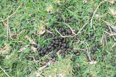 Damaliscus pygargus pygargus