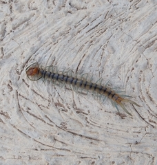 Scolopendra viridis