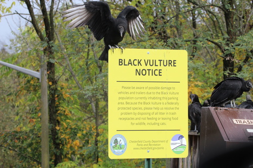 Black Vulture, Dutch Gap Conservation Area, Chester, VA, US, photo 6 of 10