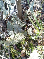 Myriopteris lindheimeri