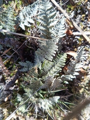 Myriopteris lindheimeri