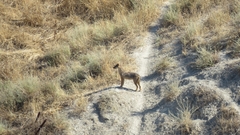 Canis aureus syriacus