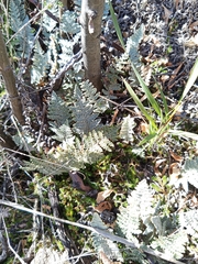 Myriopteris lindheimeri