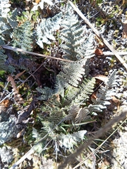 Myriopteris lindheimeri