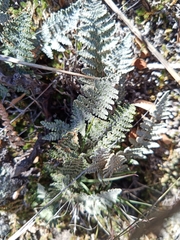 Myriopteris lindheimeri