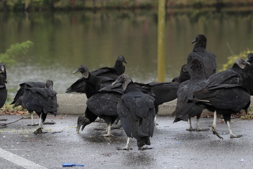 Black Vulture, photo 3 of 10