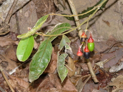 Endlicheria paniculata