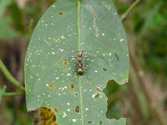 Appula melancholica