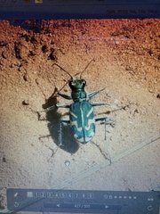 Cicindela tranquebarica parallelonota