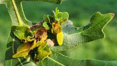 Andricus foliaformis