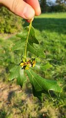 Andricus foliaformis