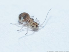 Teliapsocus conterminus