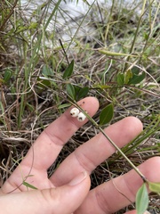 Chiococca parvifolia