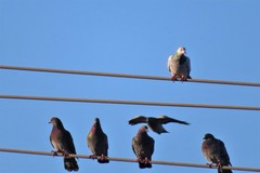 Columba livia domestica