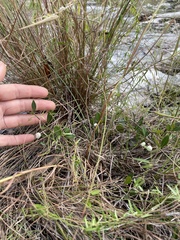 Chiococca parvifolia