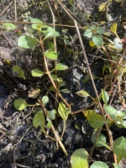 Ludwigia repens