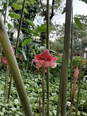 Etlingera elatior