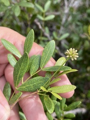 Pithecellobium bahamense