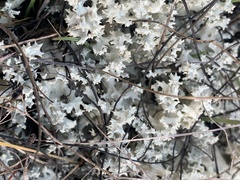 Cladonia caroliniana