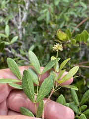 Pithecellobium bahamense