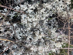 Cladonia caroliniana