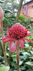 Etlingera elatior