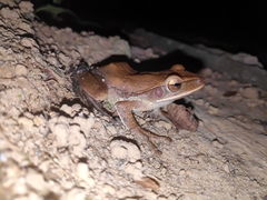 Polypedates himalayensis