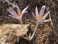 Colchicum tunicatum