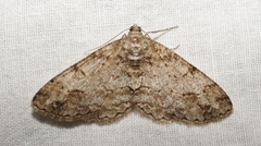 Paradarisa consonaria